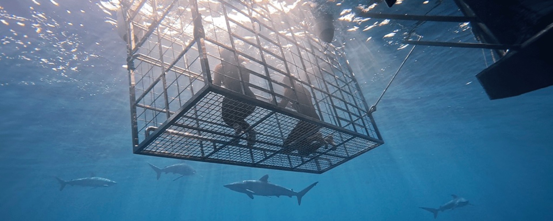 Shark Cage Experience Jeddah